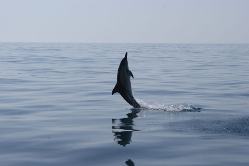 Dolphin Safari and Cave Tour in Vilamoura - In-Depth Review: What to Expect from the Dolphin and Cave Tour
