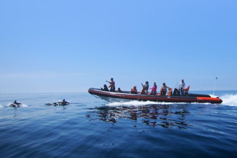Dolphin Safari and Cave Tour in Vilamoura - Who Will Love This Tour?