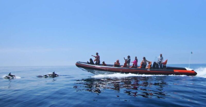 Dolphin Safari and Cave Tour in Vilamoura - FAQ