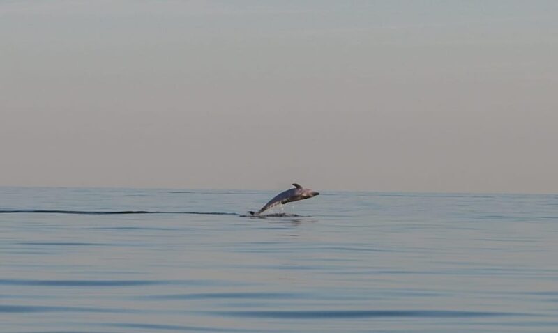 Dolphin safari every evening - Itinerary Breakdown: How Your Day Unfolds