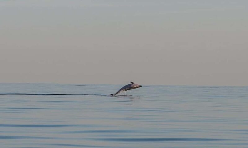 Dolphin safari every evening - Authentic Experiences and Valuable Insights