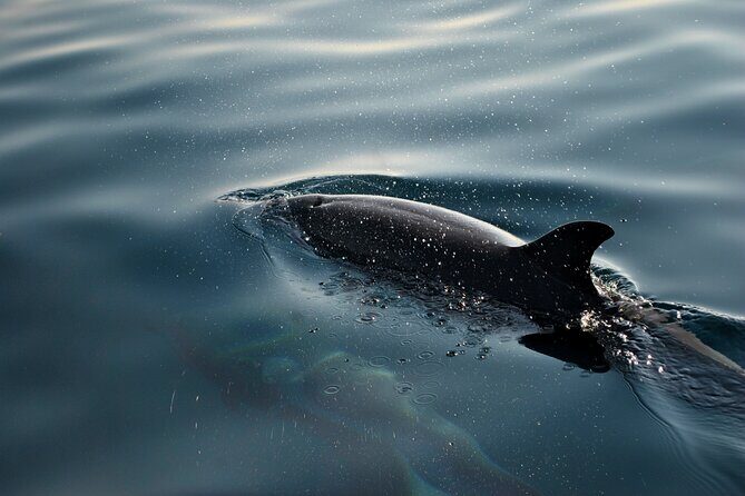 Dolphin Safari in Faana - Key Points:
