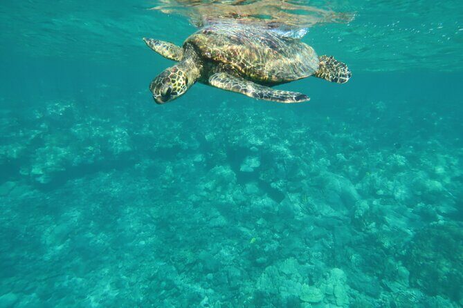 Dolphin, Sea Cave, Captain Cook, Kealakekua Bay Reef Snorkeling - Practical FAQs