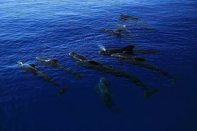 Dolphin, Sea Cave & Captain Cook Snorkel Combo in Kealakekua Bay - Final Thoughts: Who Should Book This?