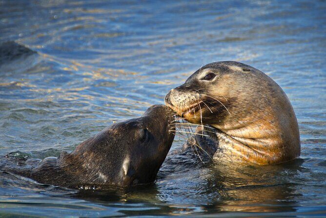 Dolphin, Sea Lion and Penguin Island Cruise - Final Verdict