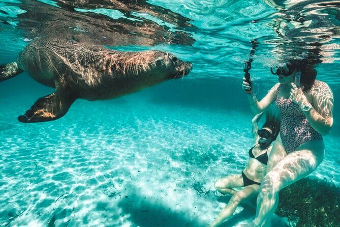 Dolphin, Sealion & Wildlife Snorkel Adventure - Key Points