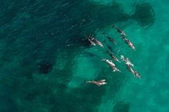 Dolphin, Sealion & Wildlife Snorkel Adventure - Who Would Enjoy This Tour?