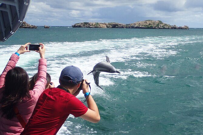 Dolphin, Sealion & Wildlife Snorkel Adventure - Final Thoughts