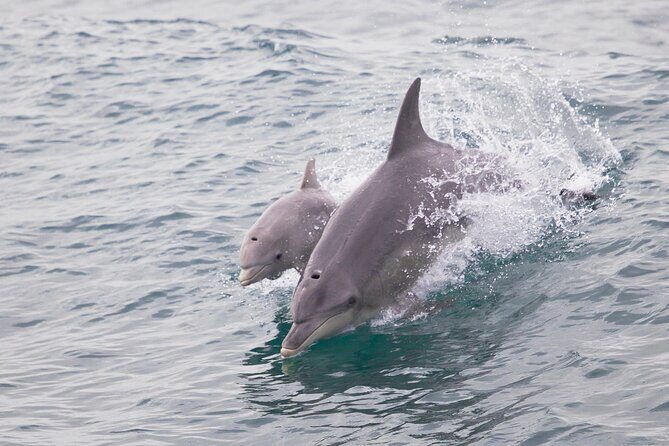 Dolphin, Sealion & Wildlife Snorkel Adventure - FAQ