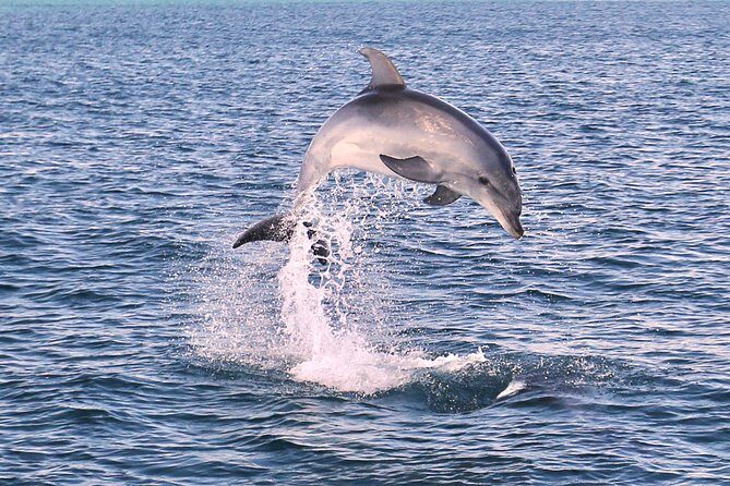 Dolphin Search - Dolphin Quest - Who Will Love This Tour?