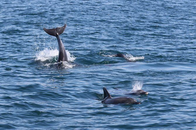 Dolphin Search - Dolphin Quest - Who Is This Tour Best For?
