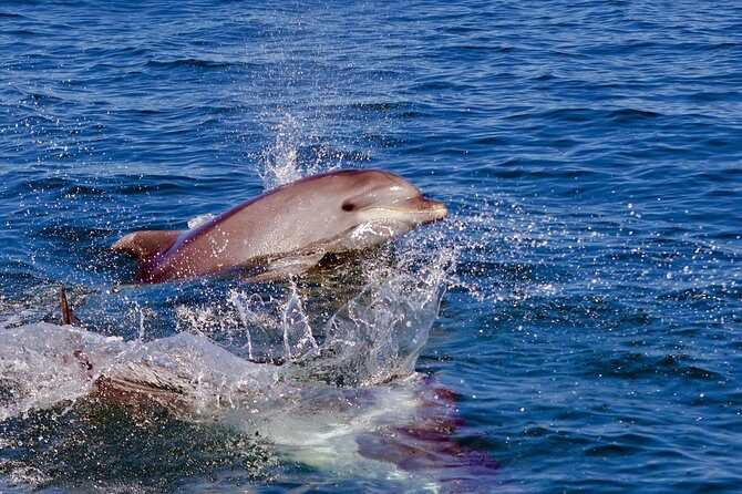 Dolphin Search - Dolphin Quest - Final Thoughts: Is This the Right Dolphin Tour for You?