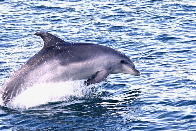 Dolphin Search - Dolphin Quest - FAQ: Your Practical Questions Answered
