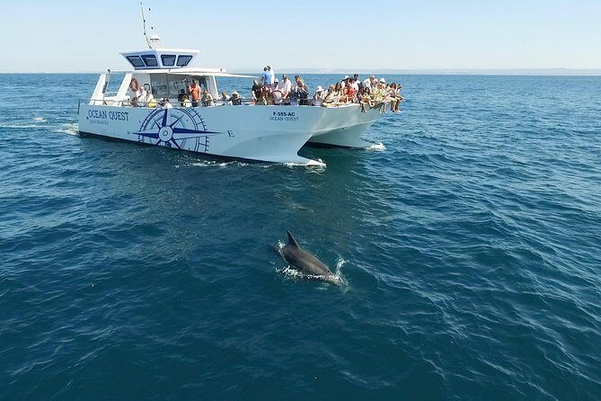 Dolphin Search - Dolphin Quest - Final Words