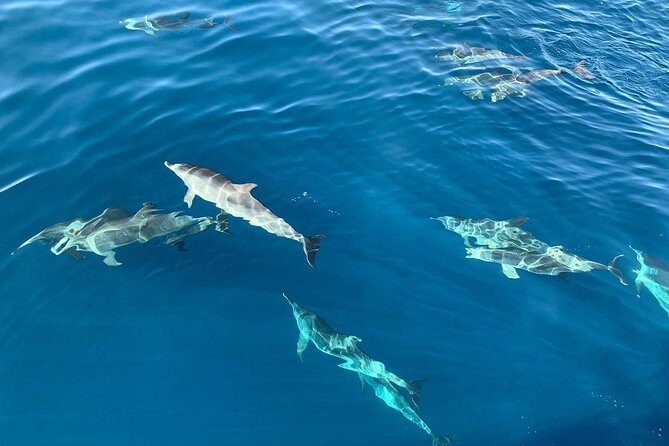Dolphin Searching Tour in Puerto de Mogán ("KEEPER UNO" Boat) - A Detailed Look at the Experience