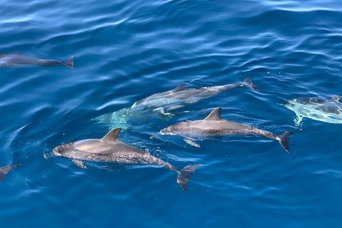 Dolphin Searching Tour in Puerto de Mogán ("KEEPER UNO" Boat) - The Sum Up
