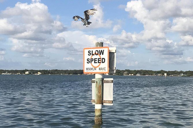 Dolphin Shelling Snorkeling Cruise in Tampa - Practical Tips for a Smooth Experience