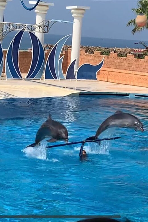 Dolphin Show Free Transfer From Alanya, Side, Kemer,Antalya - The Itinerary Breakdown