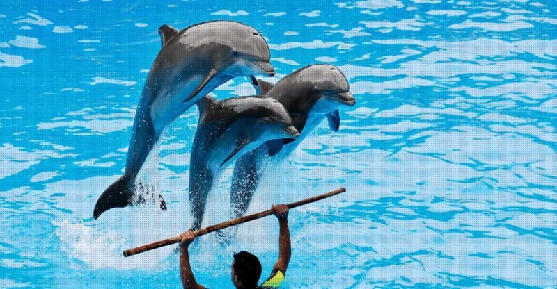 Dolphin Show Free Transfer From Alanya, Side, Kemer,Antalya - FAQ