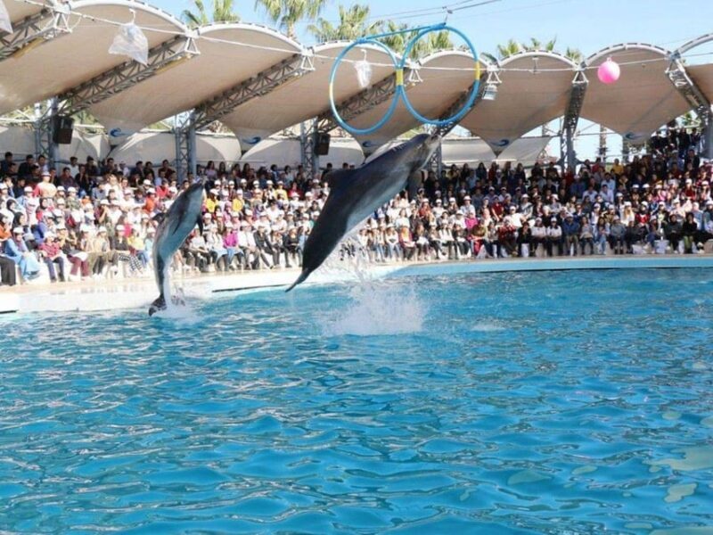 Dolphin Show Tour with Transfer from Alanya & Side - Practical Details and Tips