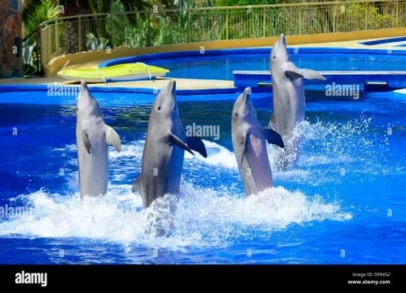 Dolphin Show Tour with Transfer from Alanya & Side - FAQ About the Dolphin Show Tour