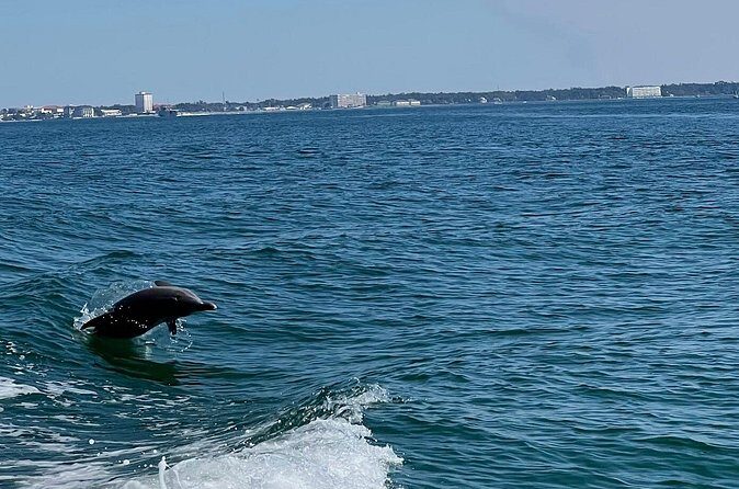 Dolphin Sightseeing and Shell Island Snorkel Tour - FAQ