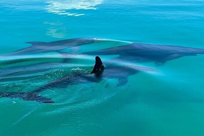 Dolphin & Snorkel - Who Should Book This Tour?