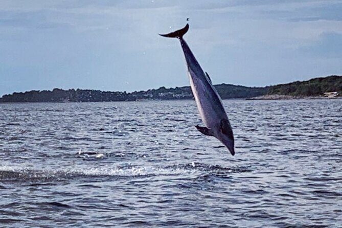 Dolphin Sunrise Adventure with Speedboat - Dolphin Sunrise Adventure with Speedboat: A Fresh Take on Coastal Wildlife Watching