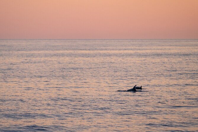 Dolphin & Sunset tour with Brijuni panorama - Group Size and Atmosphere