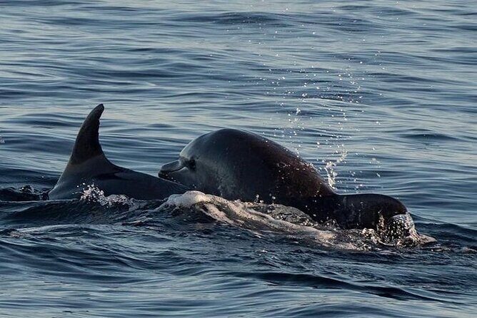 Dolphin & Sunset tour with Brijuni panorama - Who Is This Tour Best For?