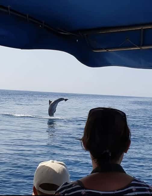 Dolphin tour 2 hours - Key Points
