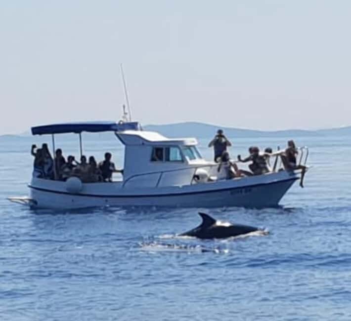 Dolphin tour 2 hours - An Authentic Croatian Marine Experience