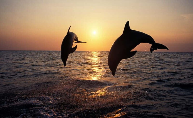 Dolphin Tour  85% chance - All inclusive Drinks + Dinner - Setting the Scene: What is this Dolphin Tour Really Like?