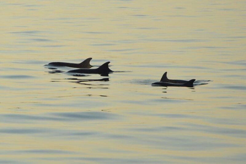 Dolphin Tour  85% chance - All inclusive Drinks + Dinner - FAQ