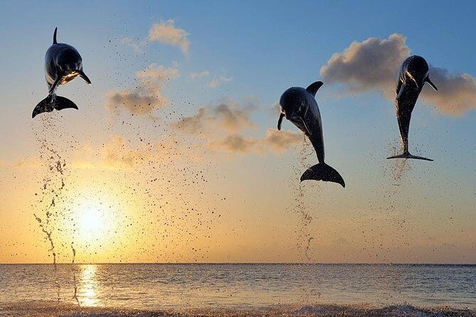 Dolphin Tour and Sunrise Watching in Lovina Beach - All Inclusive - FAQ