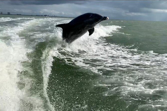 Dolphin Tours - Fort Myers Beach / Naples - A Deep Dive into the Fort Myers Beach Dolphin Tour