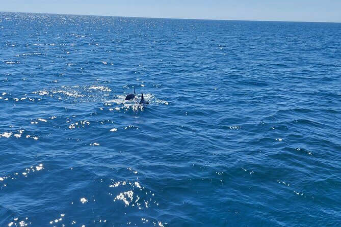 Dolphin trips on a catamaran - Key Points