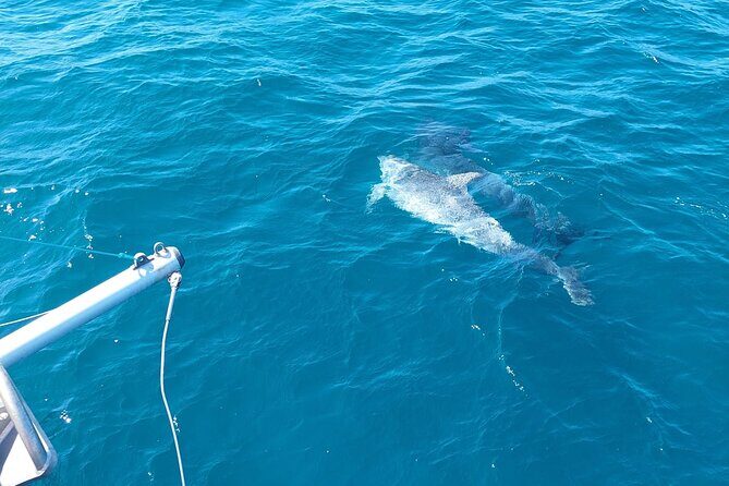 Dolphin trips on a catamaran - Final Thoughts