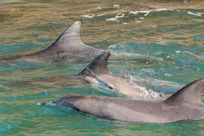 Dolphin Watch + Sailing - Port Stephens - Who Will Love This Tour?