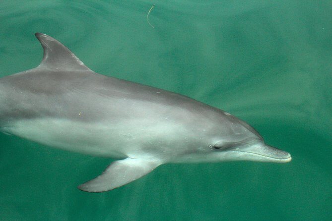 Dolphin Watch + Sailing - Port Stephens - Frequently Asked Questions