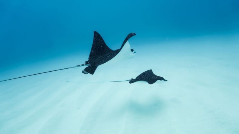 Dolphin Watch Snorkel and BBQ in Kona, Big Island - Who Will Love This Tour?