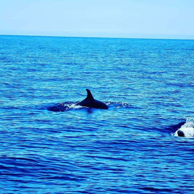 Dolphin Watch - Key Points