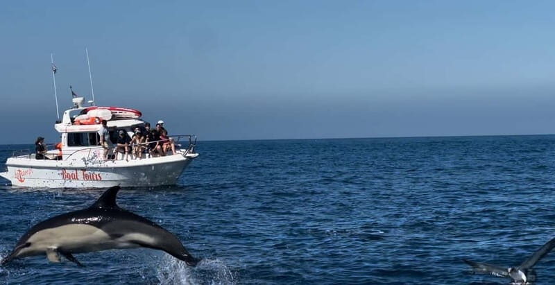 Dolphin Watch - An In-Depth Look at the Dolphin Watching Tour