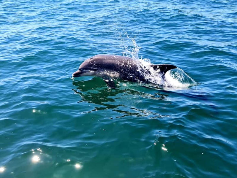Dolphin Watch - The Sum Up