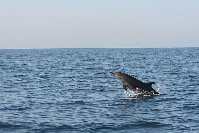 Dolphin Watching - Final Thoughts