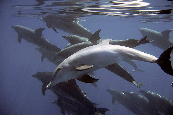 Dolphin Watching + 2 Islands Tour - From Faro - Final Thoughts