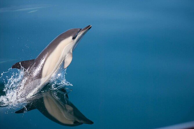 Dolphin Watching Adventure in Estepona Bay - Final Thoughts: Is This Tour Right for You?