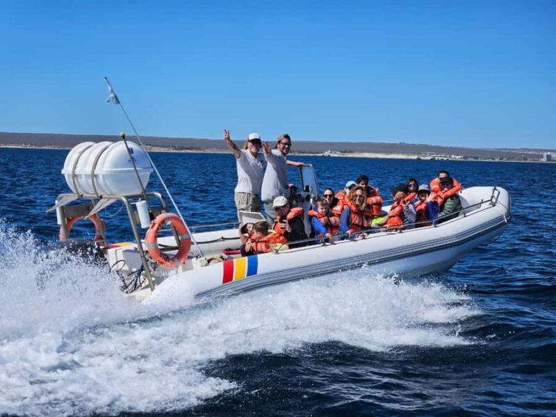 Dolphin Watching Adventure - An Authentic Patagonian Marine Life Experience