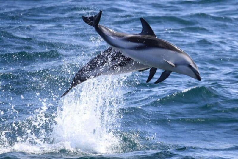 Dolphin Watching Adventure - Who Will Love This Tour