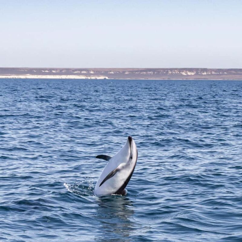 Dolphin Watching Adventure - FAQ
